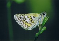 Yellow-banded Skipper 2003 - Clive Burrows